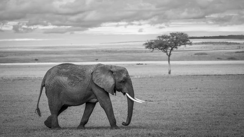 Safari in the Serengeti National Park